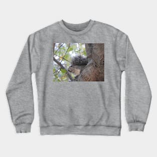 Grey Squirrel, animals, wildlife, nature, gifts Crewneck Sweatshirt